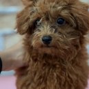 댕댕이 살롱 이미지