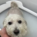 하이벨몽 이미지