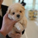 대구강아지분양 퍼피얌 | 대구강아지분양, 믿고 방문한 홍스퍼피 실제 후기