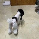 댕블리