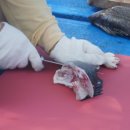 번출 후기 2부 &#34;외연도 1박~~2일~~~! 조황사진과 선상요리에 녹아듭니다.^^ 이미지