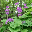 죽령 목장 이미지