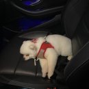 방울이네 펫살롱 이미지