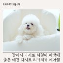강아지 카시트 차멀미 예방엔 애견 차시트 리카리카 에어쉘