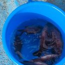 (주)씨포스트제주 | 차귀도 배낚시 체험 후기 🎣 물반 고기반, 제주 바다의 선물 - 수용배낚시 이용
