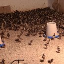 수안보농장 이미지