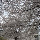 앞산 맛둘레길 바닥 | (카페) 대구 앞산 벚꽃 카페 / 벚꽃길 - 아눅 앞산