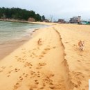 보람애견 네이버블로그