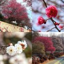 순천 아랫장-회센터 | 3월 여행지 전남 순천 가볼만한곳 추천