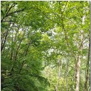 치악산자연휴양림 이미지