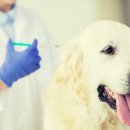 동물의왕국 동물병원 이미지