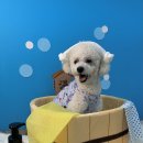 대구애견 이미지