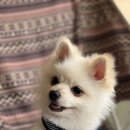 헤이 헤이 이미지