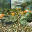 구피애견 이미지