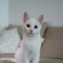 나도 고양이 생겼다 이미지