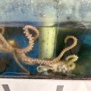 착한낙지 이미지