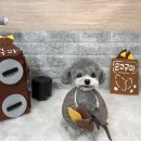 영광 해피댕스 애견샵 이미지