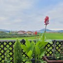 칸나(Canna)