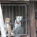 일선보신탕 대전일보
