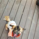 하얀멍이 이미지