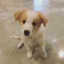 달중이네 펫호텔 이미지