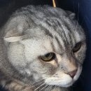 노원N동물의료센터 | [N동물의료센터 노원점] 고양이 만성신부전증 치료 (8)_2026.02.08