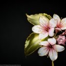 수지장식 이미지