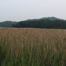 채동선로 이미지