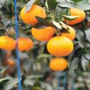 금송농장 이미지