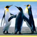 동물농장 이미지