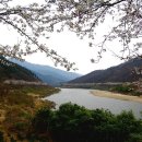 제151차 정기산행 구례 오산(531m)-섬진강벚꽃축제 이미지