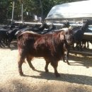 도니 친환경 목장 이미지