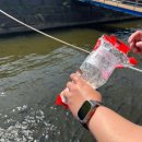 고란초 | [아이랑 주말 당일치기] 부여 백마강 유람선 황포돛배 구드래 고란사 왕복 후기