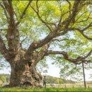 영풍 단촌리 느티나무 이미지