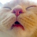 냥스타그램 이미지