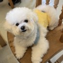 선샤인 반려견 유치원 | [양산/물금] 양산애견미용 양산반려견미용 양산강아지미용 하트몽