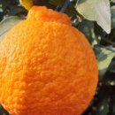 대유농장 이미지