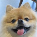 마당극으로 들려주는 지역의 역사와 소리 | 🐶🌊[동해나들이]생명과학 교사가 들려주는 동해 묵호 반려견 동반 여행기 (도째비골, 묵호등대, 논골담길...