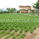 모박사부대찌게 이미지