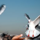 부산갈매기 이미지