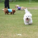 50k 반려견 유치원 이미지