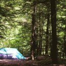 느티나무캠핑장 이미지