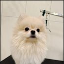 강아지미용실_편안 이미지