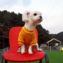 꽁지펜션 이미지