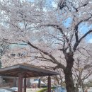 마장지 공중화장실 | 포항 벚꽃명소 마장지 개화상황 및 방문후기