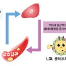 콜레스테롤 정상 수치 좋은 HDL 나쁜 LDL 고밀도 저밀도 뜻 높은 이유 및 낮추는 음식 방법 정리 이미지