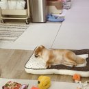 펫 노리터 이미지