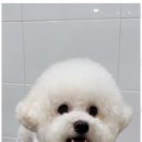 멍멍살롱 이미지