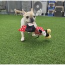 소소하개 이미지