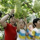 이미개 농장 이미지